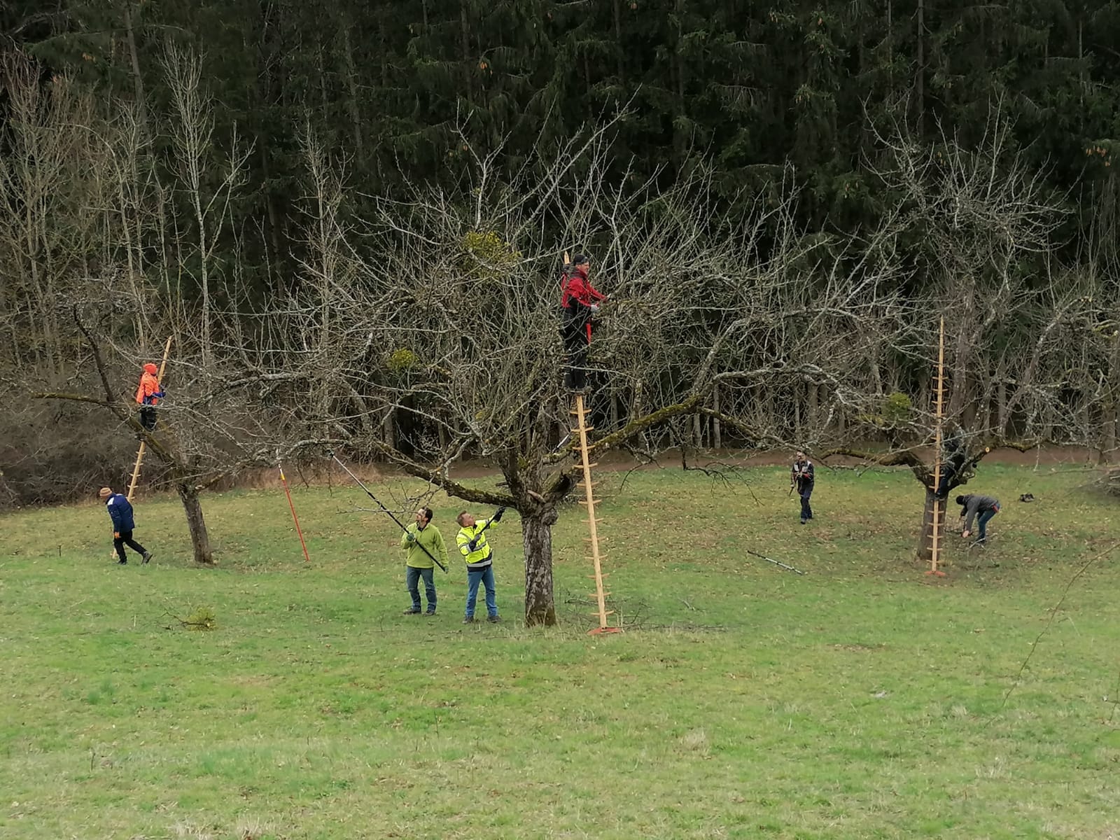 Baumschnitt OGV Thanheim